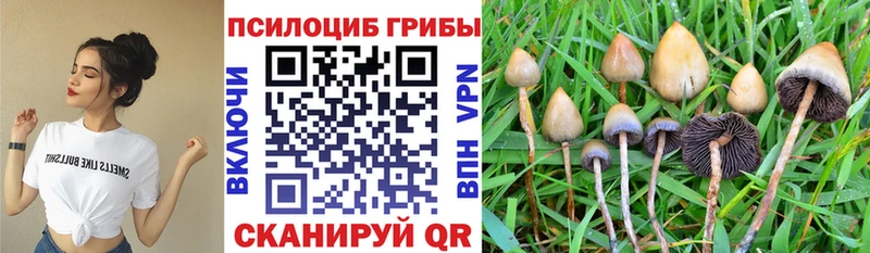 площадка какой сайт  Бодайбо  Псилоцибиновые грибы Psilocybine cubensis 